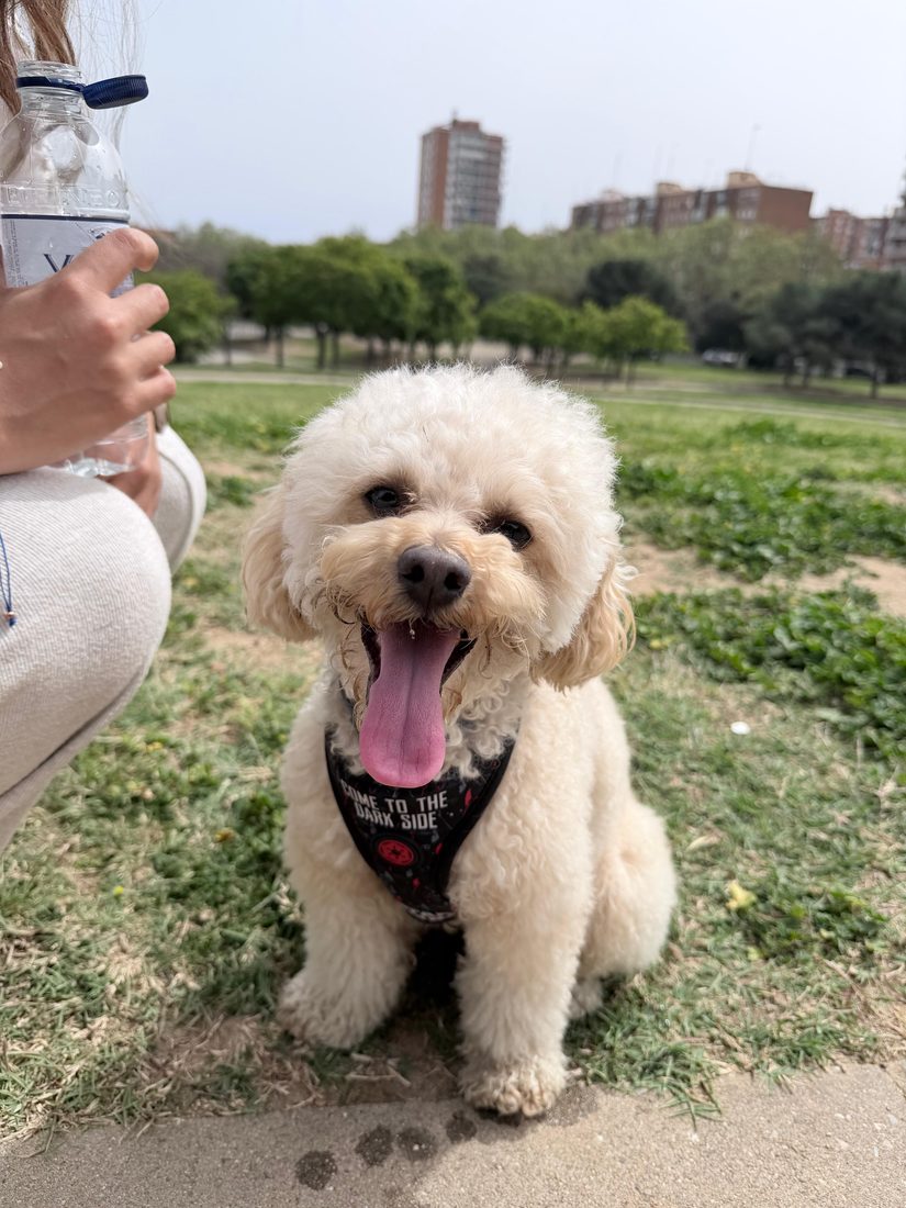 Nala, la caniche de la historia, feliz en el parque